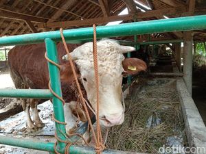 Wabah PMK Serang Sapi di Tiga Desa di Cirebon