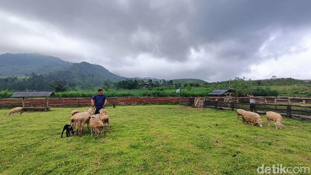 Menggala Ranch, Desa Karangtengah, Kecamatan Cilongok, Kabupaten Banyumas, Kamis (6/6/2024).