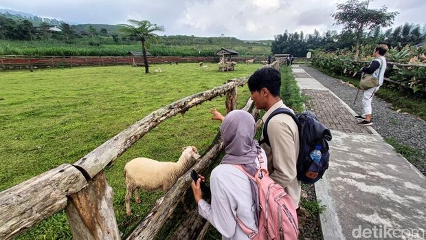Menggala Ranch, Desa Karangtengah, Kecamatan Cilongok, Kabupaten Banyumas, Kamis (6/6/2024).