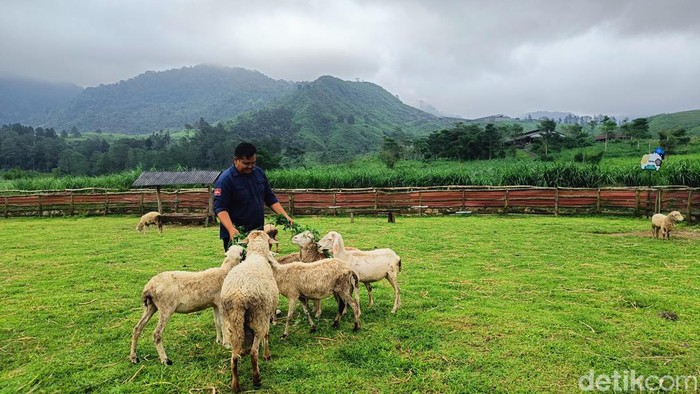 Menggala Ranch, Desa Karangtengah, Kecamatan Cilongok, Kabupaten Banyumas, Kamis (6/6/2024).