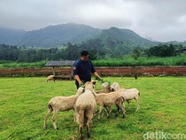 Berburu Hewan Kurban Sembari Ngadem di Lereng Gunung Slamet Banyumas