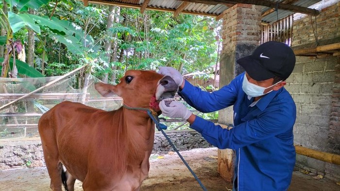 Pengecekan hewan kurban di Banyuwangi