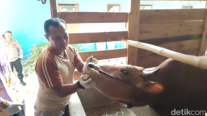 Petugas Disnakkan Ciamis memeriksa mulut sapi memastikan usianya layak untuk kurban.