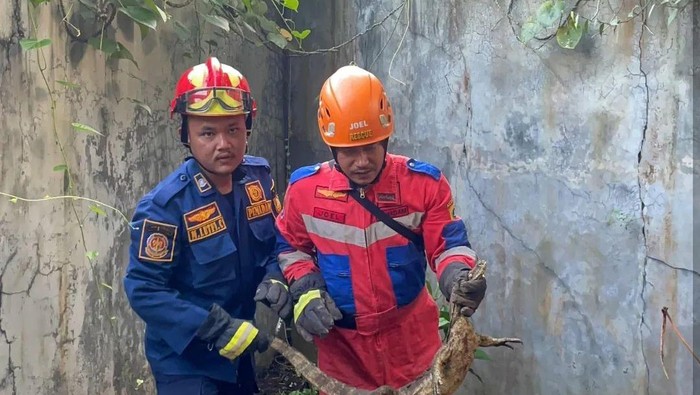 Petugas Damkar Turun Tangan Evakuasi Biawak yang Mengancam Keselamatan Warga Bogor