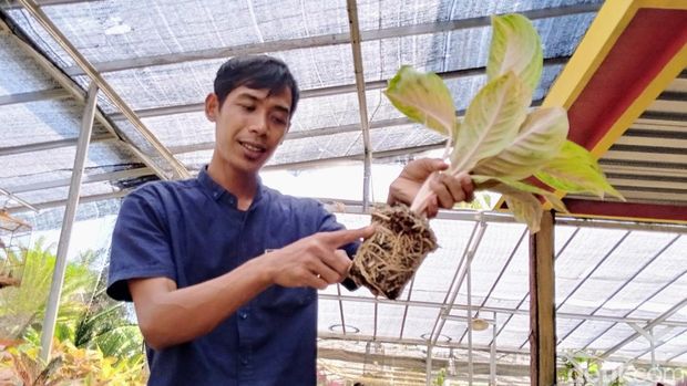 Pedagang tanaman hias di Desa Wisata Tunjungan yang ada di Purworejo, Jawa Tengah