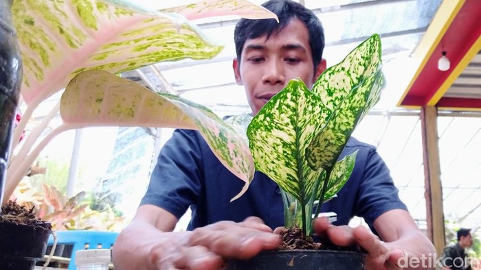 Pedagang tanaman hias di Desa Wisata Tunjungan yang ada di Purworejo, Jawa Tengah