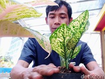 Panen Cuan dari Tanaman Hias, Warga Purworejo Raup Rp 300 Juta Per Bulan