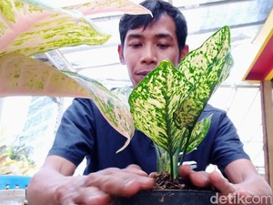 Panen Cuan dari Tanaman Hias, Warga Purworejo Raup Rp 300 Juta Per Bulan