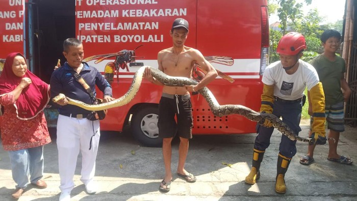 Tim Damkar Boyolali mengevakuasi 2 ular piton yang bersarang di pabrik tahu yang berada di Ngemplak, Rabu (5/6/2024).