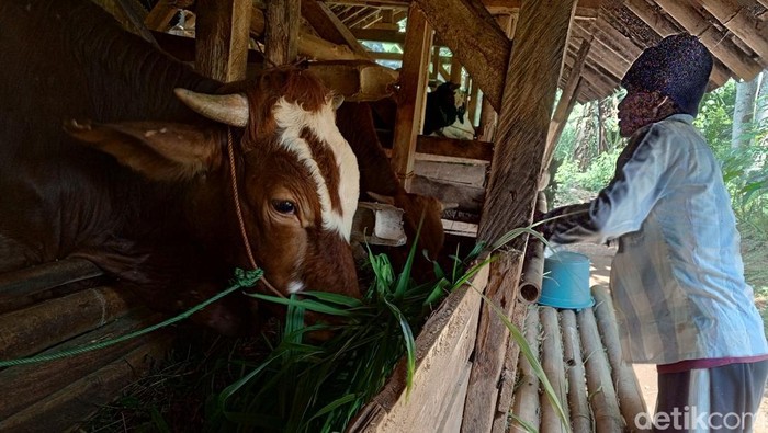 Warga Kampung Batu Gara Sumedang sentra peternak sapi di Sumedang