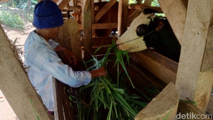 Warga satu kampung di Sumedang yang mayoritas peternak sapi