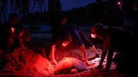 Sekelompok relawan dengan hati-hati menggali pasir di pantai terpencil di pulau Redang, Malaysia timur. Mereka memindahkan telur penyu yang baru bertelur ke lokasi yang lebih teduh dan ditumbuhi pepohonan di pantai untuk memastikan telur-telur tersebut dierami dan ditetaskan dalam kondisi yang lebih sejuk.