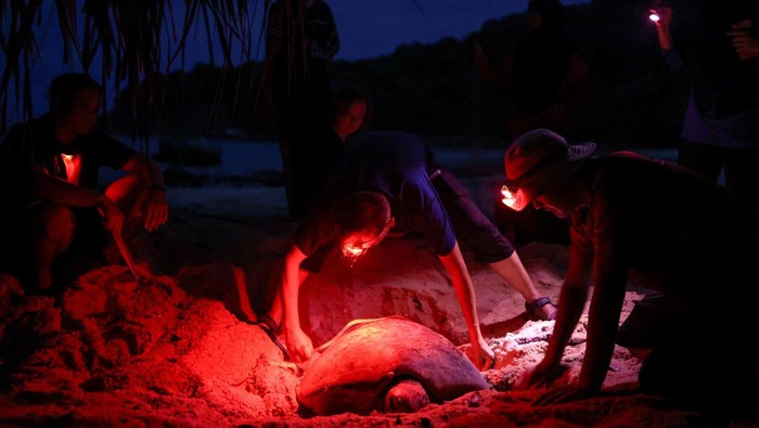 Aksi Sukarelawan Malaysia Selamatkan Populasi Penyu A turtle ranger checks on newly hatched hatchlings kept at a nursery of a turtle conservation center until their release into the South China Sea during nighttime to reduce the risk of being eaten by predators at a turtle conservation center on Redang Island, Malaysia on May 22, 2024. REUTERS/Hasnoor Hussain