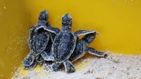 Setelah menetas, para peneliti memindahkan tukik ke kandang kecil sebelum melepaskannya di malam hari untuk mengurangi paparan predator.