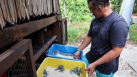 Para ahli konservasi di UMT, yang mengelola Suaka Penyu Chagar Hutang, mulai merelokasi sarang penyu selama bertahun-tahun untuk menyediakan tempat yang mereka yakini sebagai tempat yang aman untuk penetasan sarang penyu. Berdasarkan penelitian yang dilakukan Tolen, pihak Suaka mulai merelokasi sarang yang berisiko ke bagian pantai yang lebih teduh.
