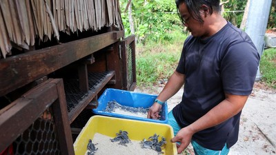 Aksi Sukarelawan Malaysia Selamatkan Populasi Penyu