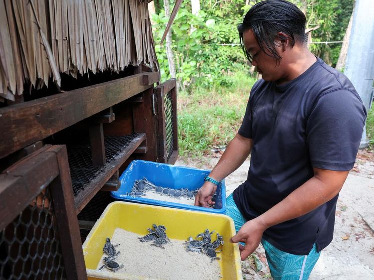 Aksi Sukarelawan Malaysia Selamatkan Populasi Penyu
