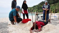 Para ilmuwan di Suaka Penyu Chagar Hutang di Pulau Redang Malaysia kini berusaha menjaga telur penyu tetap sejuk dan aman dengan memindahkan sarang baru ke daerah yang lebih teduh. Menurut Nicholas Tolen, peneliti dan mahasiswa PhD di Universitas Malaysia, Terengganu (UMT), hal ini akan berdampak positif pada semakin meratanya rasio jenis kelamin tukik.