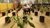 Program nasional gerakan tanam cabai yang digagas Badan Ketahanan Pangan Kementerian Pertanian itu diharapkan menjadi solusi mengatasi kenaikan harga, kelangkaan pasokan, dan mengoptimalkan pemanfaatan lahan pekarangan maupun lahan terlantar.   