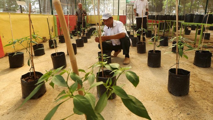 Atasi Lonjakan Harga, Pemda Aceh Ajak Warga Tanam Cabai di Pekarangan Penyuluh dari Dinas Pangan, Pertanian, Kelautan dan Perikanan (DP2KP) Kota Banda Aceh merawat bibit cabai yang akan didistribusikan kepada warga pada gerakan tanam cabai di Banda Aceh, Aceh, Jumat (7/6/2024). Program nasional gerakan tanam cabai yang digagas Badan Ketahanan Pangan Kementerian Pertanian itu diharapkan menjadi solusi mengatasi kenaikan harga dan kelangkaan pasokan serta mengoptimalkan pemanfaatan lahan pekarangan maupun lahan terlantar. ANTARA FOTO/Irwansyah Putra/tom.