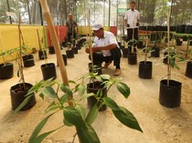 Atasi Lonjakan Harga, Pemda Aceh Ajak Warga Tanam Cabai di Pekarangan