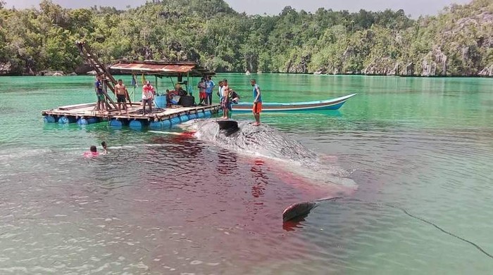 Bangai paus sepanjang 16 meter ditemukan terdampar di Perairan Raja Ampat, Papua Barat Daya.