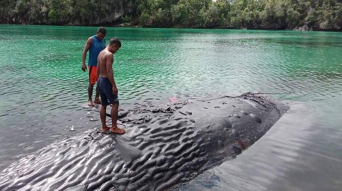 Bangkai paus dengan panjang 16 meter yang ditemukan di perairan Raja Ampat, Papua Barat Daya dibiarkan membusuk di pinggir pantai.