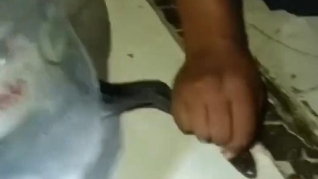 Evakuasi ular kobra yang bersembunyi di dalam lemari, di Bojonggede, Bogor.
