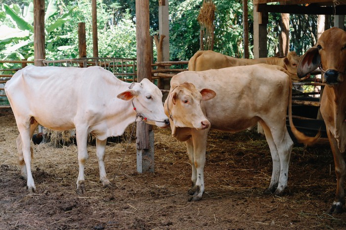 Ilustrasi sapi