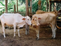 Harga Sapi Kurban 2025, Catat Juga Ketentuannya Menurut Syariat