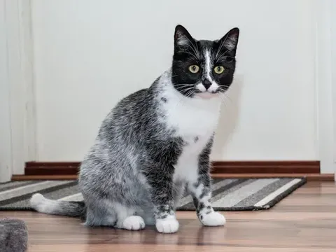 Kucing salmiak
