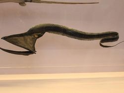 Kumpulan Penampakan Makhluk Teraneh dari Laut Dalam