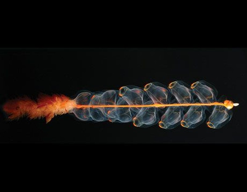 Kumpulan Makhluk Teraneh Berasal dari Laut Dalam