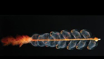 Seperti roket bertingkat, makhluk mikroskopis yang aneh ini, Marrus orthocanna terdiri dari beberapa unit yang berulang, termasuk tentakel dan beberapa perut. Secara teknis, mereka adalah physonect siphonophores, yang terkait dengan manusia perang Portugis. Seperti semut, koloni yang terdiri dari banyak individu memiliki sifat-sifat yang menyerupai organisme tunggal. (Foto: popularmechanics)