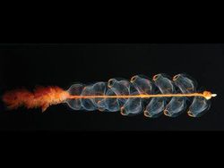 Kumpulan Penampakan Makhluk Teraneh dari Laut Dalam