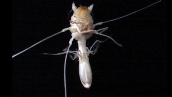 Virus? Alien? Bukan. Ini adalah krustasea isopoda Munnopsis, dan bahkan para ilmuwan belum menemukan lebih dari itu tentang penghuni Samudra Selatan yang dalam ini. Isopoda adalah makhluk purba (mereka telah ada di Bumi, dalam satu bentuk atau lainnya, selama 300 juta tahun atau lebih) tanpa tulang punggung dan memiliki tujuh pasang kaki. Di darat, Anda mungkin mengenal sepupu mereka, kutu pil. (Foto: popularmechanics)