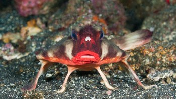 Ikan yang tampak aneh ini juga dikenal sebagai ikan kelelawar Galapagos dan dapat ditemukan di dasar lautan. Dinamakan demikian karena bibirnya yang berwarna merah, yang membuatnya tampak seperti memakai lipstik. Meskipun ikan kelelawar berbibir merah tampak memiliki kaki, pelengkap yang menyerupai anggota tubuh sebenarnya adalah sirip, yang digunakan makhluk ini untuk berdiri dan melihat sekelilingnya. (Foto: popularmechanics)