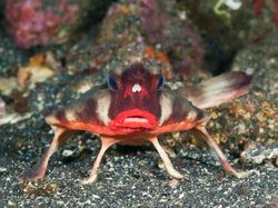 Kumpulan Penampakan Makhluk Teraneh dari Laut Dalam