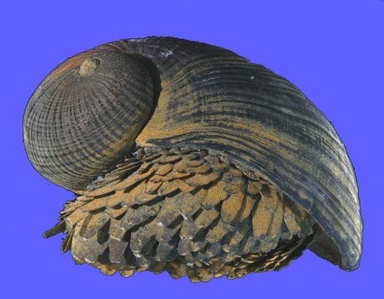 Kumpulan Makhluk Teraneh Berasal dari Laut Dalam Kumpulan Makhluk Teraneh Berasal dari Laut Dalam