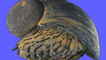 Tidak ada siput lain di dunia yang berlapis baja seperti Crysomallon squamiferum, yang hidup di atas ventilasi hidrotermal jauh di dalam Samudra Hindia. Siput ini juga memiliki beberapa nama lain, termasuk “gastropoda kaki bersisik”, “siput kaki bersisik”, dan bahkan “trenggiling laut”. Saat ini, struktur cangkangnya yang berlapis-lapis menjadi inspirasi untuk material yang lebih kuat, dari lambung pesawat hingga peralatan militer. (Foto: popularmechanics)