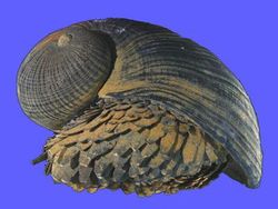 Kumpulan Penampakan Makhluk Teraneh dari Laut Dalam