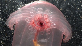 Pink see-through fantasia adalah spesies teripang yang tembus pandang dengan warna merah muda. Spesies ini ditemukan sekitar 1,5 mil jauhnya ke dalam Laut Sulawesi di Pasifik barat, di sebelah timur Kalimantan. Teripang ini baru ditemukan lebih dari satu dekade yang lalu, pada tahun 2007, tetapi teripang ini memiliki taktik bertahan hidup yang menunjukkan evolusinya yang sudah berlangsung lama: bioluminesensi untuk menangkal predator. Fantasia tembus pandang berwarna merah muda ini dinamai demikian karena kulitnya yang transparan, yang membuat mulut, anus, dan ususnya terlihat. (Foto: popularmechanics)