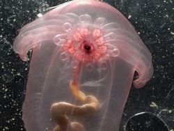 Kumpulan Penampakan Makhluk Teraneh dari Laut Dalam