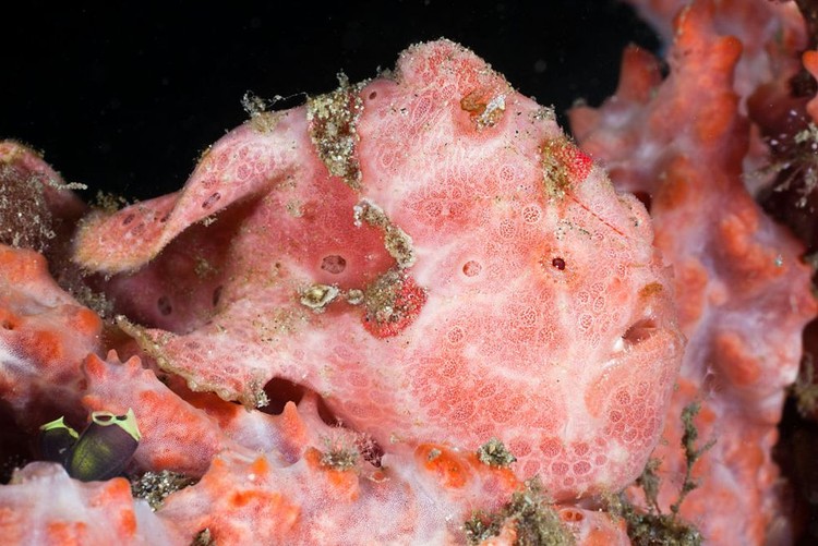 Kumpulan Makhluk Teraneh Berasal dari Laut Dalam Kumpulan Makhluk Teraneh Berasal dari Laut Dalam