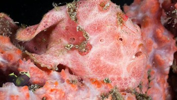 Ikan katak, sangat mudah untuk menjumpai ikan katak karena jenik ikan pemnacing ini ada lebih dari 50 spesies. Mereka menyerupai spons atau batu yang tertutup ganggang dan memiliki hampir semua warna dan tekstur.Beberapa ikan katak bahkan menggunakan kamuflase mereka bukan untuk bersembunyi, melainkan untuk meniru siput laut beracun. Terlepas dari penampilan mereka, satu kesamaan yang dimiliki oleh semua spesies ikan kodok adalah cara bergerak mereka yang aneh. Meskipun mereka dapat berenang, sebagian besar berjalan di sepanjang sirip dada mereka, yang telah berevolusi menjadi anggota tubuh seperti lengan, termasuk sendi yang menyerupai siku. (Foto: popularmechanics)