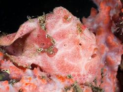 Kumpulan Penampakan Makhluk Teraneh dari Laut Dalam