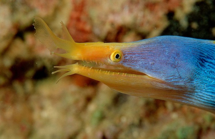 Kumpulan Makhluk Teraneh Berasal dari Laut Dalam Kumpulan Makhluk Teraneh Berasal dari Laut Dalam