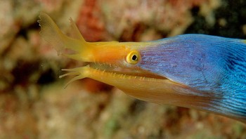 Belut Pita, biasanya terlihat bersarang di dalam liang di sekitar terumbu karang, sidat pita (kadang-kadang disebut sidat moray berhidung daun) hidup di perairan Indonesia mulai dari Afrika Timur, hingga ke selatan Jepang, Australia, dan Polinesia Prancis. Belut pita awalnya berwarna hitam, dengan garis kuning pucat di sepanjang siripnya, dan seiring pertumbuhannya, belut pita akan berubah menjadi biru dan kuning cerah. Belut ini dianggap sebagai “hermaprodit protrandik,” yang berarti mereka berganti jenis kelamin dari jantan menjadi betina beberapa kali sepanjang hidup mereka. (Foto: popularmechanics)