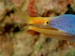 Kumpulan Penampakan Makhluk Teraneh dari Laut Dalam