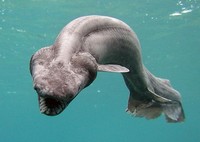 Kumpulan Makhluk Teraneh Berasal dari Laut Dalam